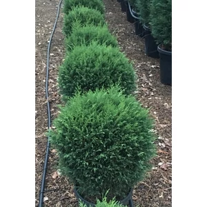 Leyland ciprus CUPRESSOCYPARIS LEYLANDII GÖMBRE NYÍRT 50/60 K25
