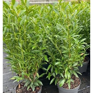 Babérmeggy PRUNUS LAUROCERASUS SOFIA 20/30 K3