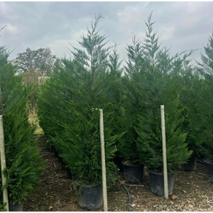 Leyland ciprus  CUPRESSOCYPARIS LEYLANDII 175/200 K25