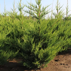 Arany lombú leyland ciprus CUPRESSOCYPARIS LEYLANDII CASTLEWELLAN GOLD 125/150 K25