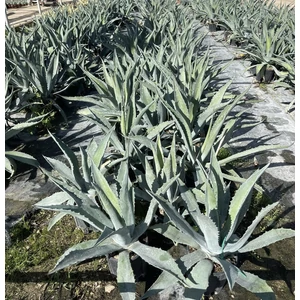 Közönséges agávé AGAVE AMERICANA K4