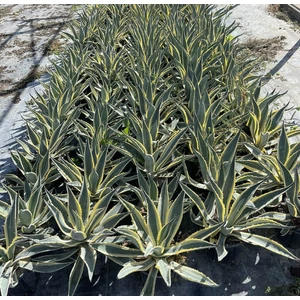 Közönséges agávé  AGAVE AMERICANA MARGINATA K5