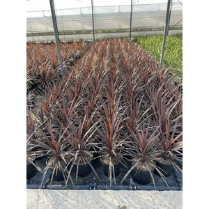 Bíbor bunkóliliomCORDYLINE AUSTRALIS RED STAR K10