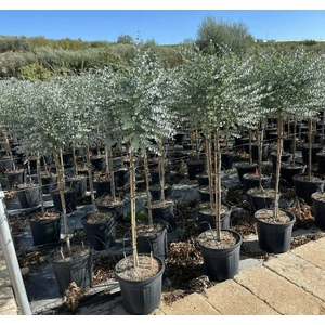 Havasi eukaliptusz EUCALYPTUS GUNNII AZURA T1/2 K30