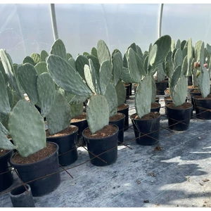 Fügekaktusz OPUNTIA FICUS INDICA K10