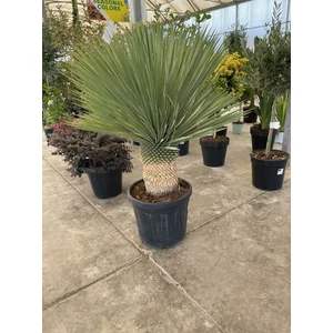 Pálmaliliom YUCCA ROSTRATA T30 K40