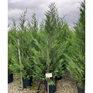 Leyland ciprus CUPRESSOCYPARIS LEYLANDII 250/300 K30