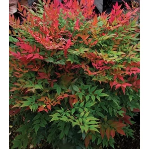 Japán szentfa   NANDINA DOMESTICA 60/+ K9