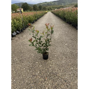 Örökzöld korallberkenye   PHOTINIA FRASERI RED ROBIN 40/+ K3