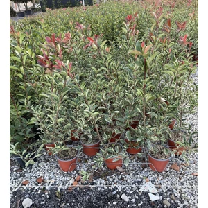 Örökzöld korallberkenye PHOTINIA FRASERI PINK MARBLE K3