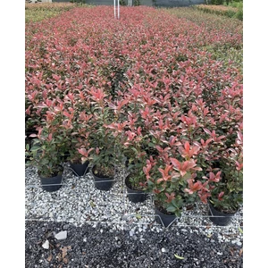 Örökzöld korallberkenye PHOTINIA FRASERI COMPACTA K3