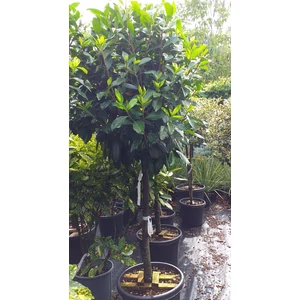Közönséges babérmeggy  PRUNUS LAUROCERASUS NOVITA T1/2 14/+ 80CM KORONA K35