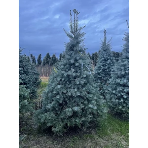 Kolorádói jegenyefenyő ABIES CONCOLOR 250/300  K210
