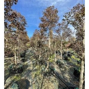 Japán juhar  ACER PALMATUM FIREGLOW OSZLOP 300/+ K285