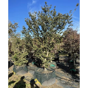 Japán juhar ACER PALMATUM SHISHIGASHIRA  350/+ K285