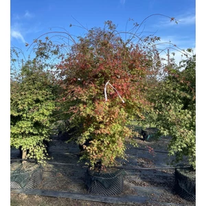 Japán juhar ACER PALMATUM 300/+ K210