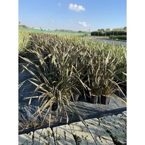Vászonfű  PHORMIUM TENAX PURPUREUM K7/10