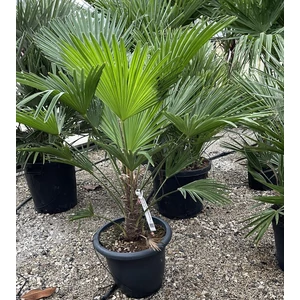 Kínai kenderpálma CHAMAEROPS EXCELSA T70/80 K45