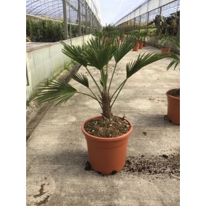 Kínai kenderpálma CHAMAEROPS EXCELSA T110/120 K90