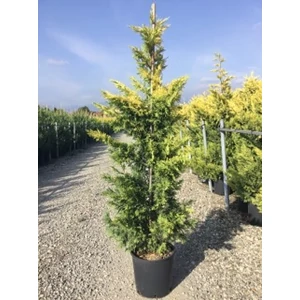 Arany lombú leyland ciprus CUPRESSOCYPARIS LEYLANDII GOLD RIDER 100/125 K10