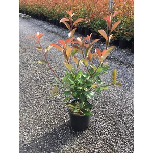 Örökzöld korallberkenye  PHOTINIA FRASERI RED ROBIN K5