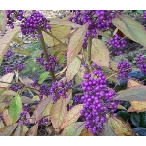 Kínai lilabogyó CALLICARPA BODINIERI PROFUSION 100/125 K25
