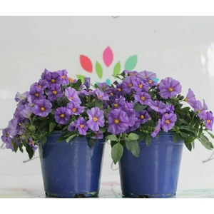 Enciánfa   SOLANUM RANTONETII K1,5