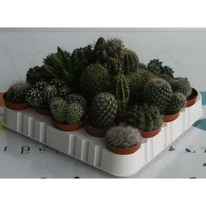 KaktuszCACTUS MIX CS5,5