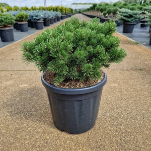 Törpefenyő    PINUS MUGO PUMUCKEL 30/35 K11
