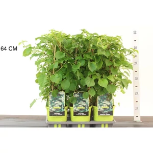 Kúszó hortenzia   HYDRANGEA ANOMALA PETIOLARIS 40CM K2