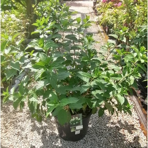 Bugás hortenzia HYDRANGEA PANICULATA POLAR BEAR K20