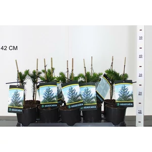 Chilei fenyő ARAUCARIA ARAUCANA 15/20 K1