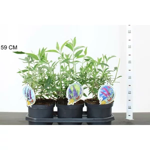 Nyári orgona BUDDLEJA DAVIDII FAJTÁK 20/30 K3