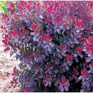 Bíbor cserszömörce  COTINUS COGGYGRIA ROYAL PURPLE 25/30 K2