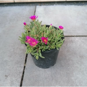 Kristályvirág  DELOSPERMA COOPERI CS14