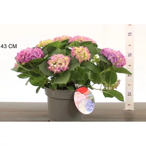 Kerti hortenzia   HYDRANGEA MACROPHYLLA JIP K4