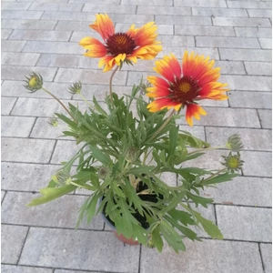 Kokárdavirág GAILLARDIA FAJTÁK CS14