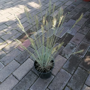 Fényperje FESTUCA GLAUCA INTENS BLUE CS15