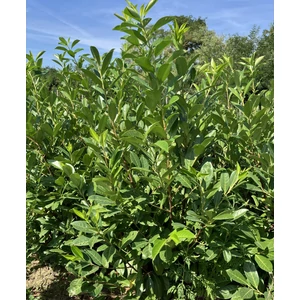 Közönséges babérmeggy PRUNUS LAUROCERASUS REYNVANII 125/150* 