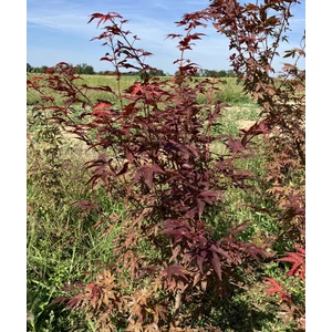 Japán juhar ACER PALMATUM ATROPURPUREUM 80/100*
