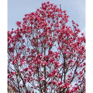 Liliomfa MAGNOLIA GALAXY 80/100*