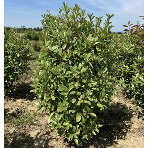 Örökzöld korallberkenye PHOTINIA FRASERI LOUISE 125/150*