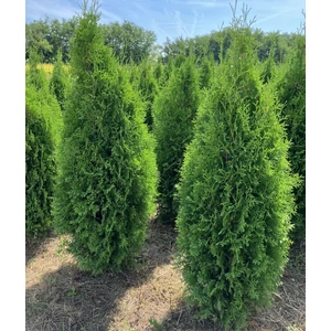 Brabant tuja THUJA OCCIDENTALIS KING OF BRABANT 150/175*