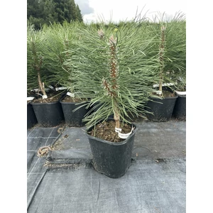 Feketefenyő PINUS NIGRA CAPRICA K3