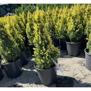 Sárga cukorsüvegfenyő PICEA GLAUCA RAINBOW'S END K7
