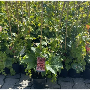 Repkény vadszőlő   PARTHENOCISSUS TRICUSPIDATA VEITCHII K2