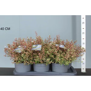 Nagyvirágú tárnicslonc    ABELIA GRANDIFLORA CONFETTI CS17