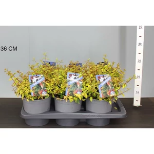 Nagyvirágú tárnicslonc    ABELIA GRANDIFLORA KALEIDOSCHOPE CS17