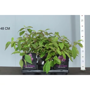 Kínai lilabogyó   CALLICARPA BODINIERI PROFUSION 30/40 K2