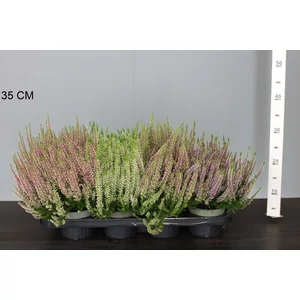Csarab     CALLUNA VULGARIS BEAUTY LADIES 25CM CS12
